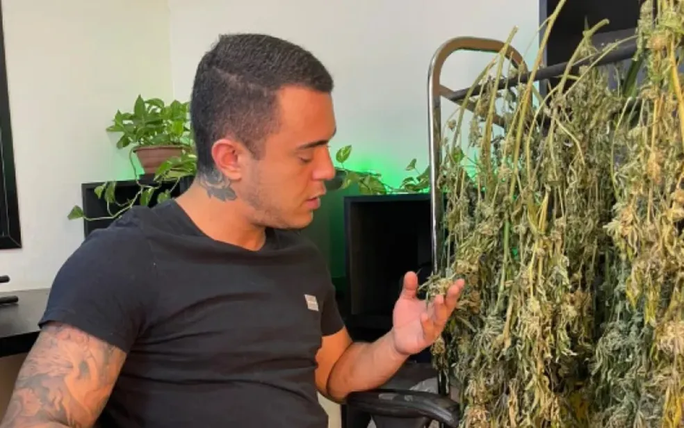 Justiça autoriza empresário de Goiânia a plantar e usar maconha para tratamento de saúde