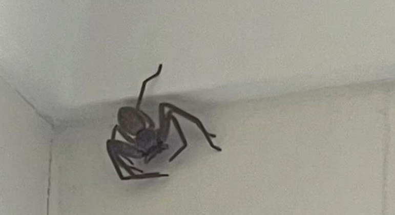 Mulher desesperada oferece R$ 174 para quem remover uma aranha imensa da casa dela na Austrália