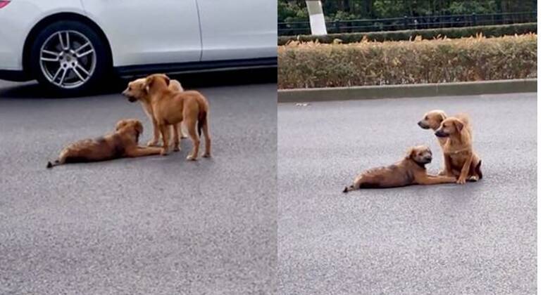 Dupla de cachorros fica de guarda e protege cão ferido no meio de rua movimentada