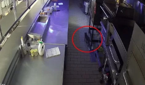 Gato pode ter causado explosão em restaurantes no Piauí, diz perícia