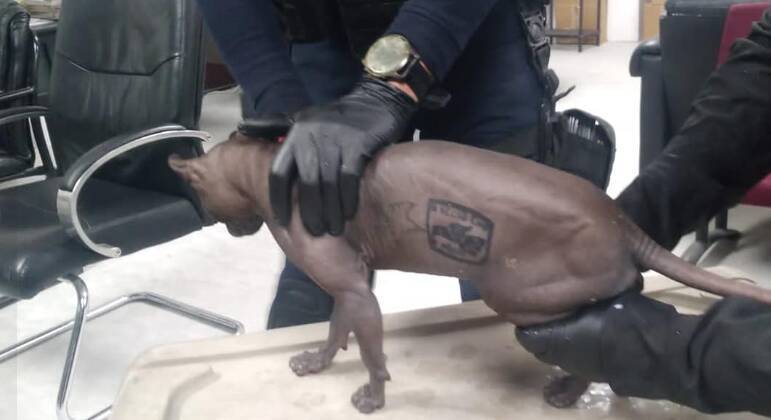 Gato é encontrado com tatuagem de gangue em cadeia no México