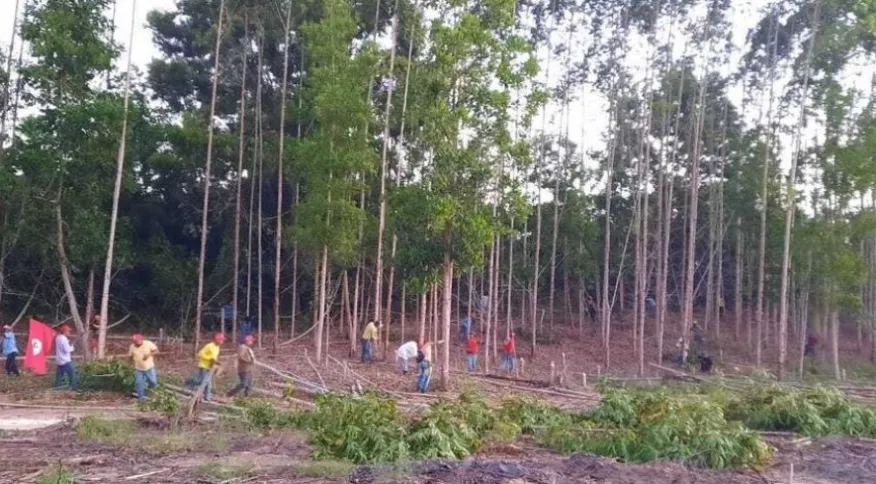 MST invade fazendas da Suzano na Bahia; empresa diz que áreas são produtivas