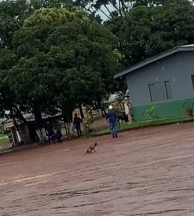 Homem é preso por atirar em cachorro em MT