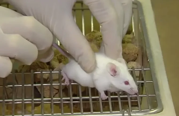 Cientistas criam embrião de rato em laboratório sem usar fêmeas