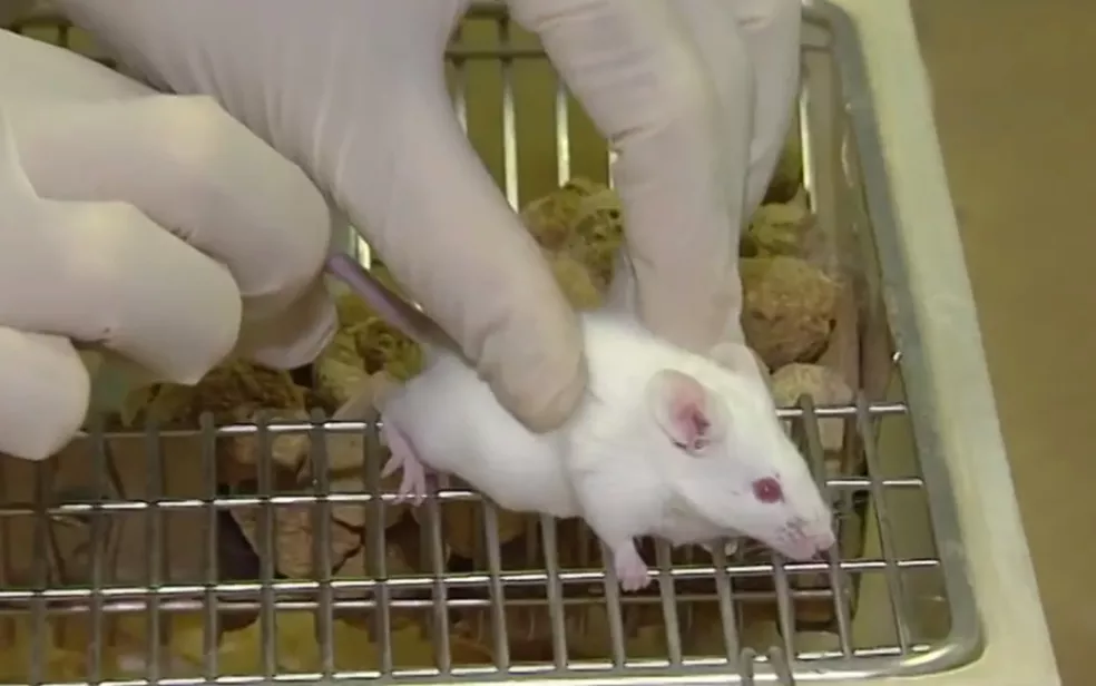 Cientistas criam embrião de rato em laboratório sem usar fêmeas