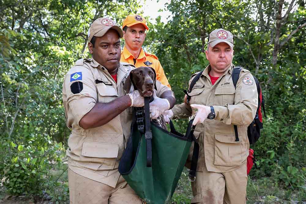 Corpo de Bombeiros capacita agentes de segurança de MT, do DF e 8 estados para primeiros socorros em cães de resgate