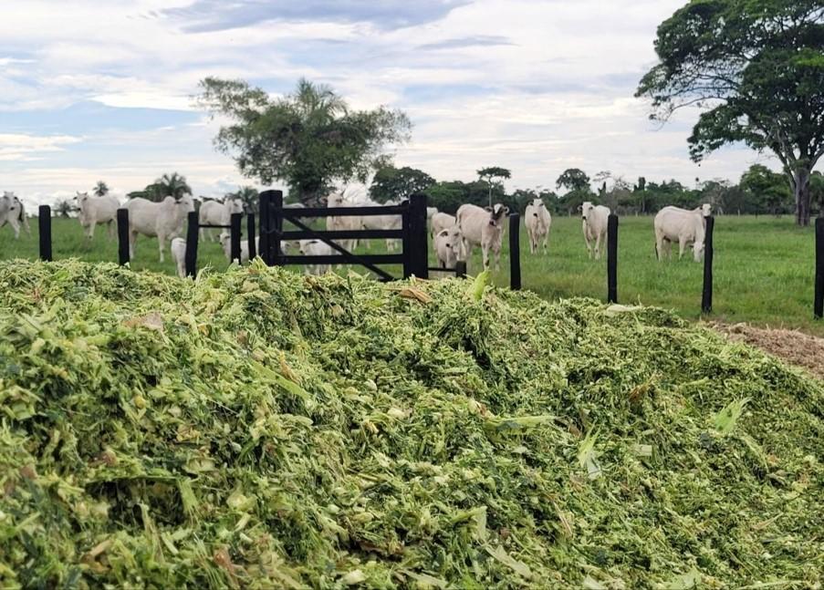 Empaer e ABCZ instalam unidades para recuperação de pastagens degradadas em oito municípios de MT