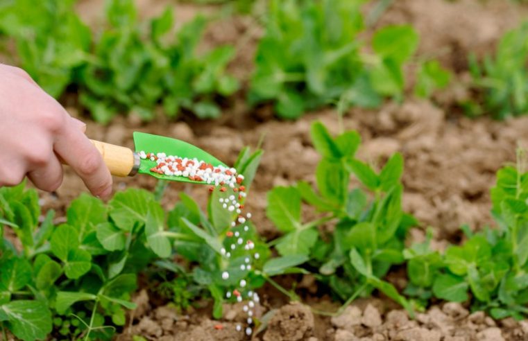 Sedec apresenta alternativas para produção de fertilizantes em MT nesta quarta-feira (21)