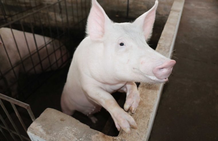 Rebanho de Mato Grosso segue livre da peste suína, atesta Indea