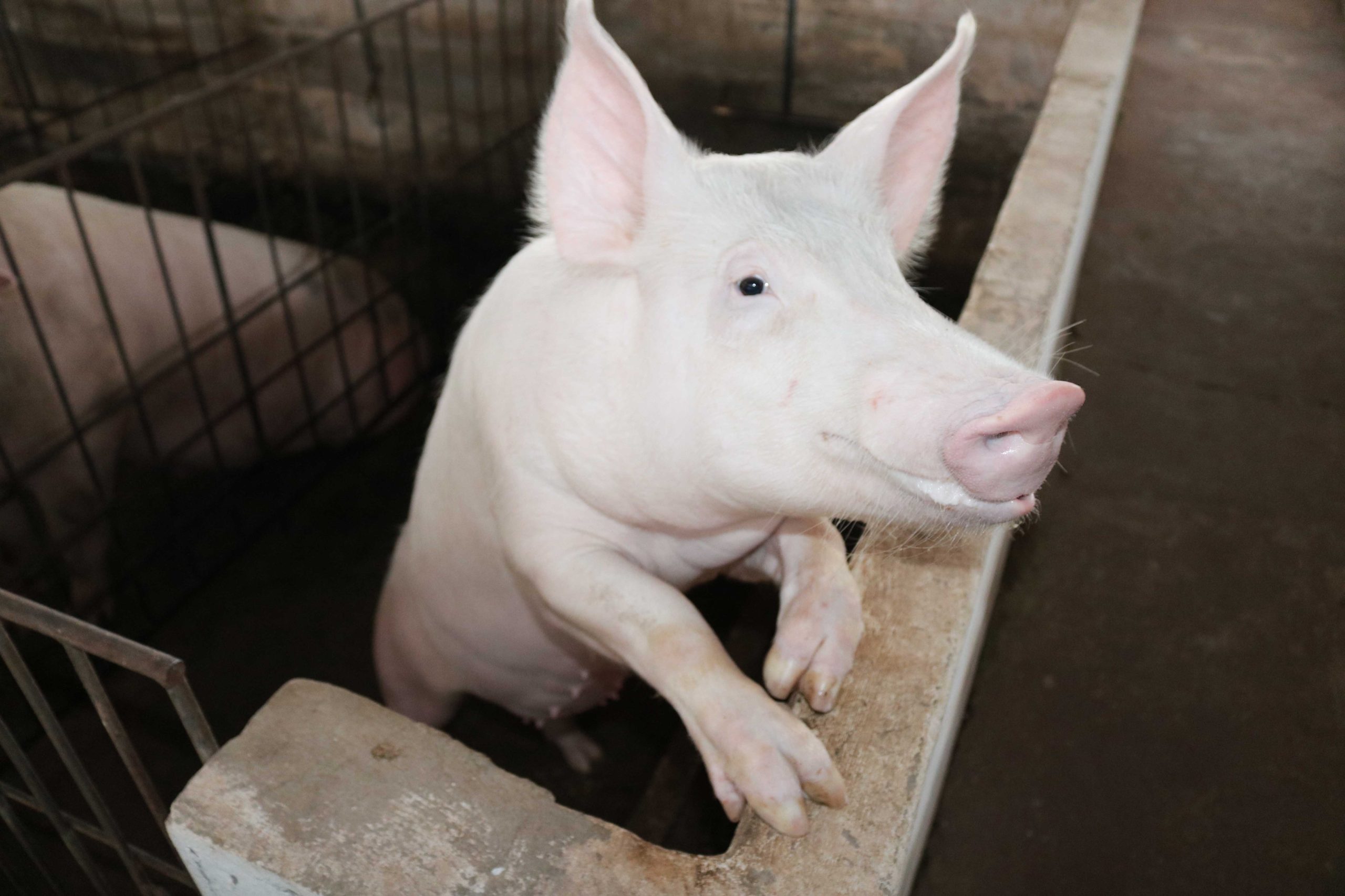 Rebanho de Mato Grosso segue livre da peste suína, atesta Indea