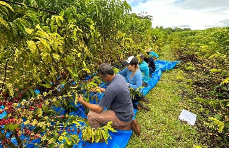 Primeira colheita de café Robustas Amazônicos é realizada nos campos da Empaer