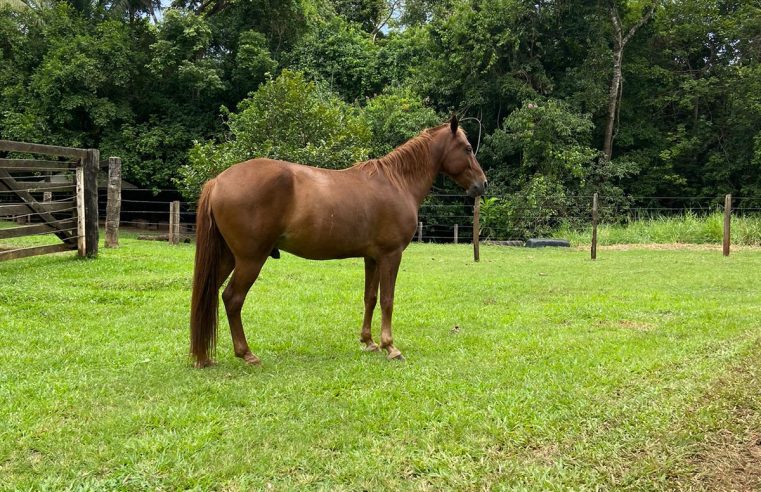 Exame de mormo para transporte de equinos deixa de ser obrigatório em Mato Grosso