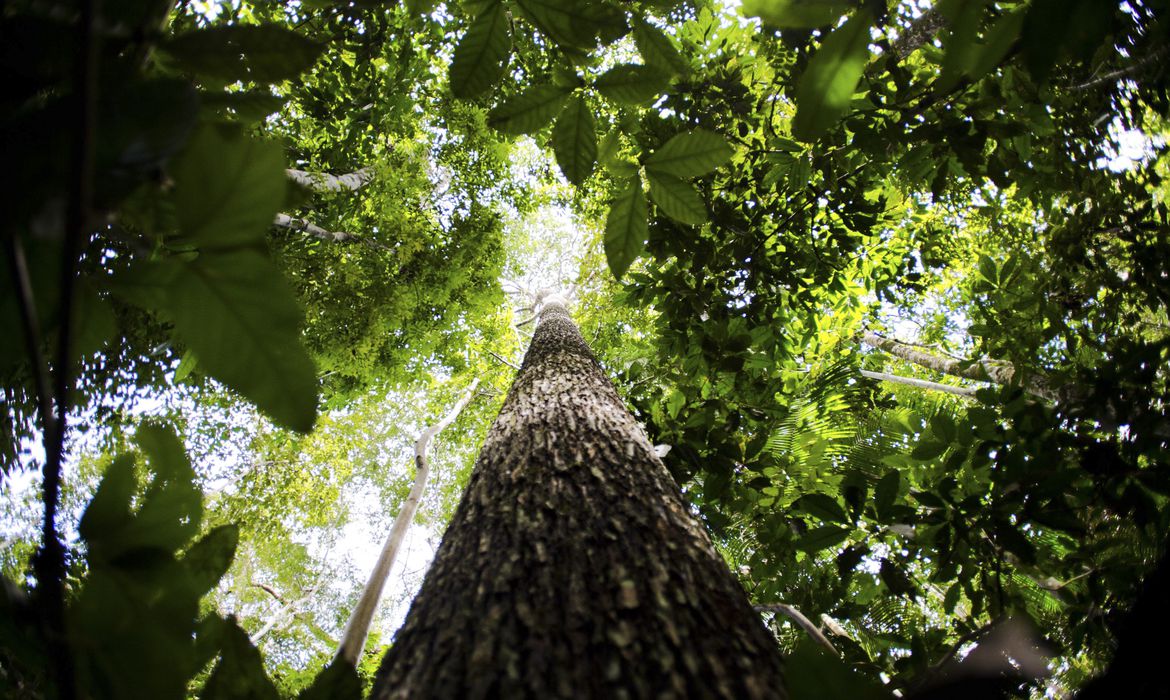 Política Governo estuda ampliar faixa de fronteira da Amazônia Legal