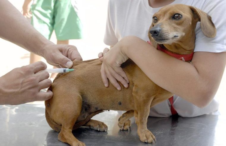 Campanha de Vacinação Antirrábica Animal 2023, terá início no dia 01 de agosto em Guarantã do Norte.