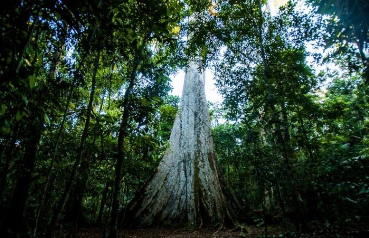 Municípios agora podem apresentar projetos e receber recursos do Fundo Amazônia