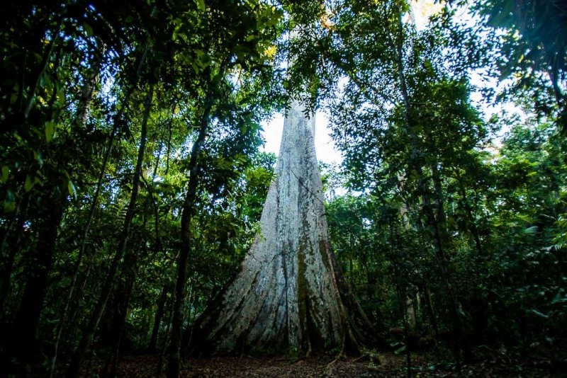 Municípios agora podem apresentar projetos e receber recursos do Fundo Amazônia