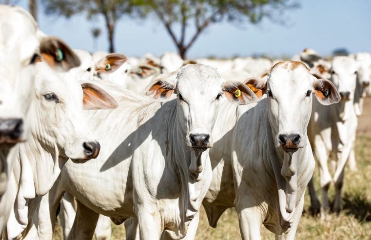 Rebanho bovino de Mato Grosso chega a 34,4 milhões de animais