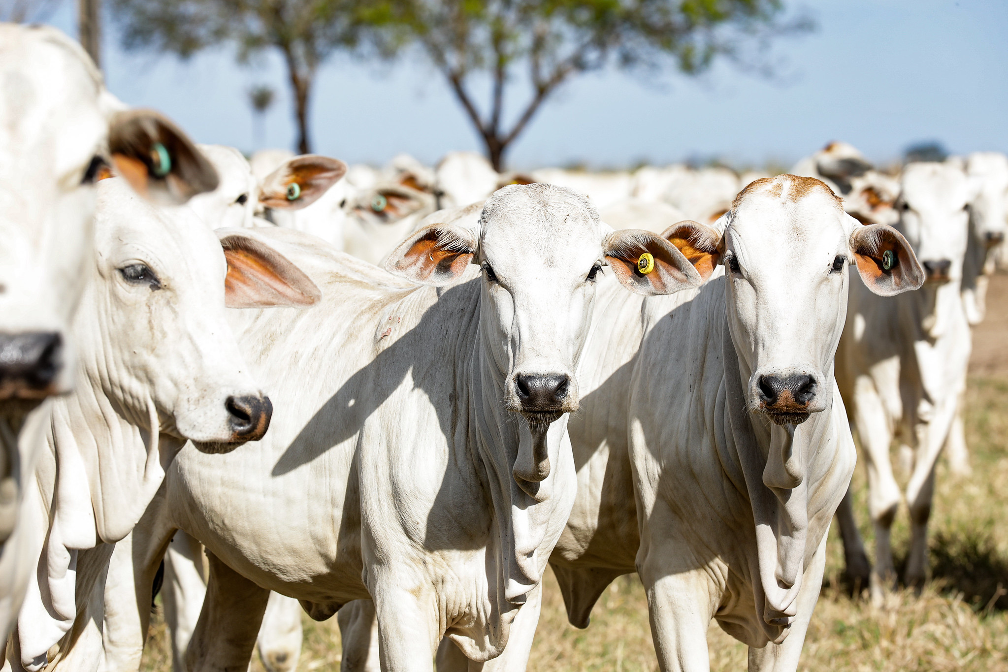 Rebanho bovino de Mato Grosso chega a 34,4 milhões de animais