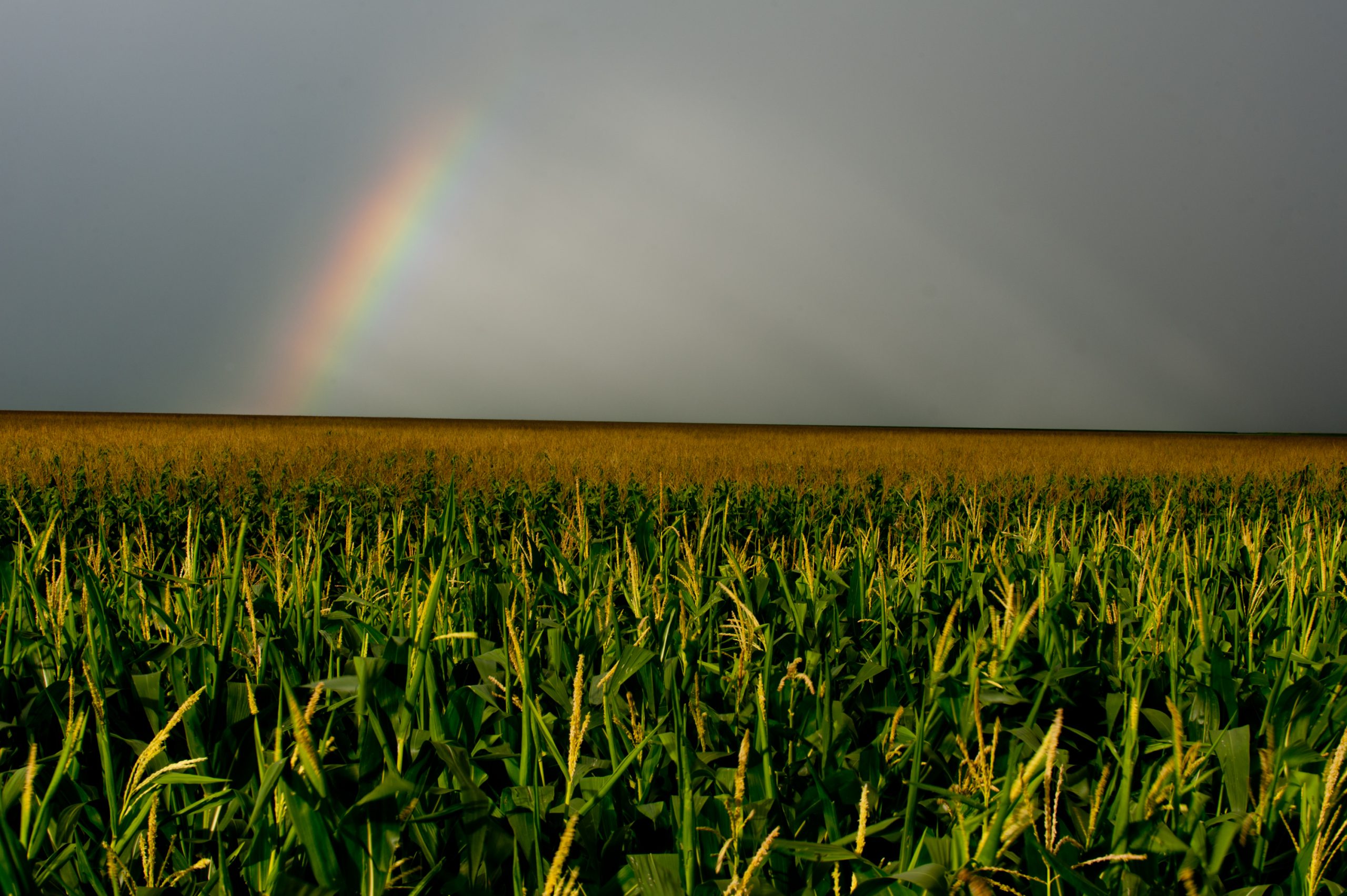 Estudo visa aumentar área irrigada em MT e garantir desempenho da produção agrícola em período de seca