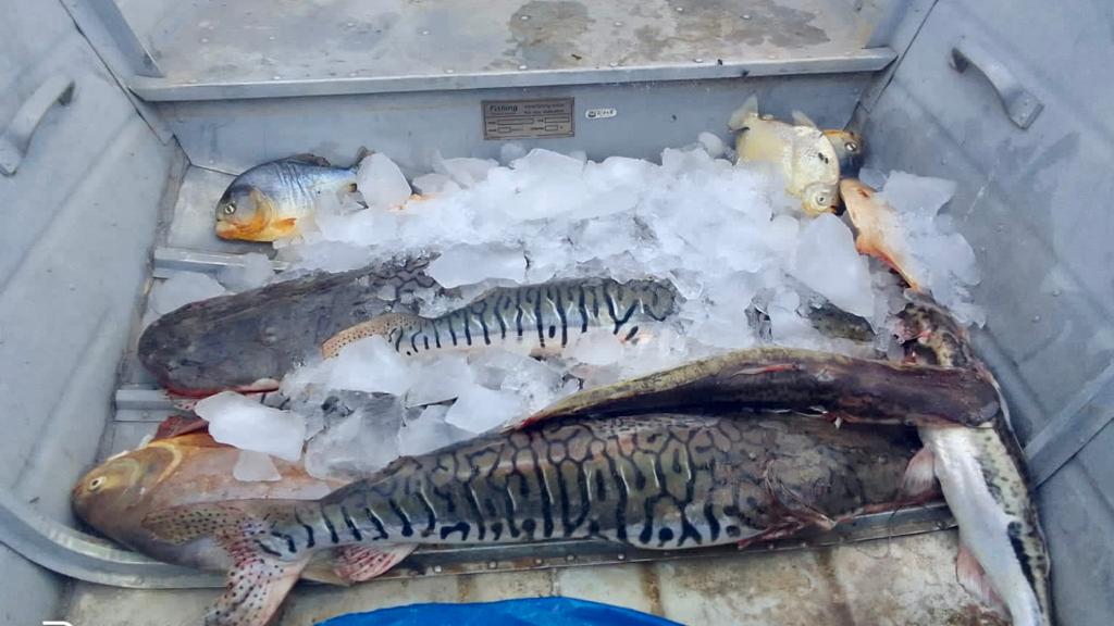 Sema-MT apreende 51 kg de pescado ilegal em operações no Pantanal