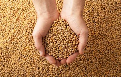 Mato Grosso comercializou 83,59% da soja produzida na safra 2022/23 em julho