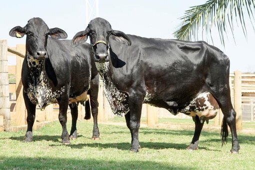 2° Shoping de animais da Coopernova deve ser um dos destaques da Expoterra no próximo domingo dia 13 em Terra Nova do Norte