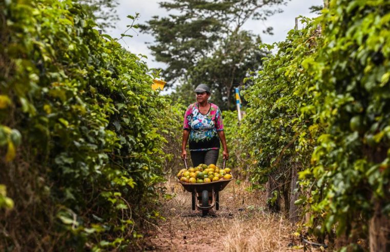 Governo de MT lança edital de R$ 1 milhão para fomentar pesquisas na área da agricultura familiar