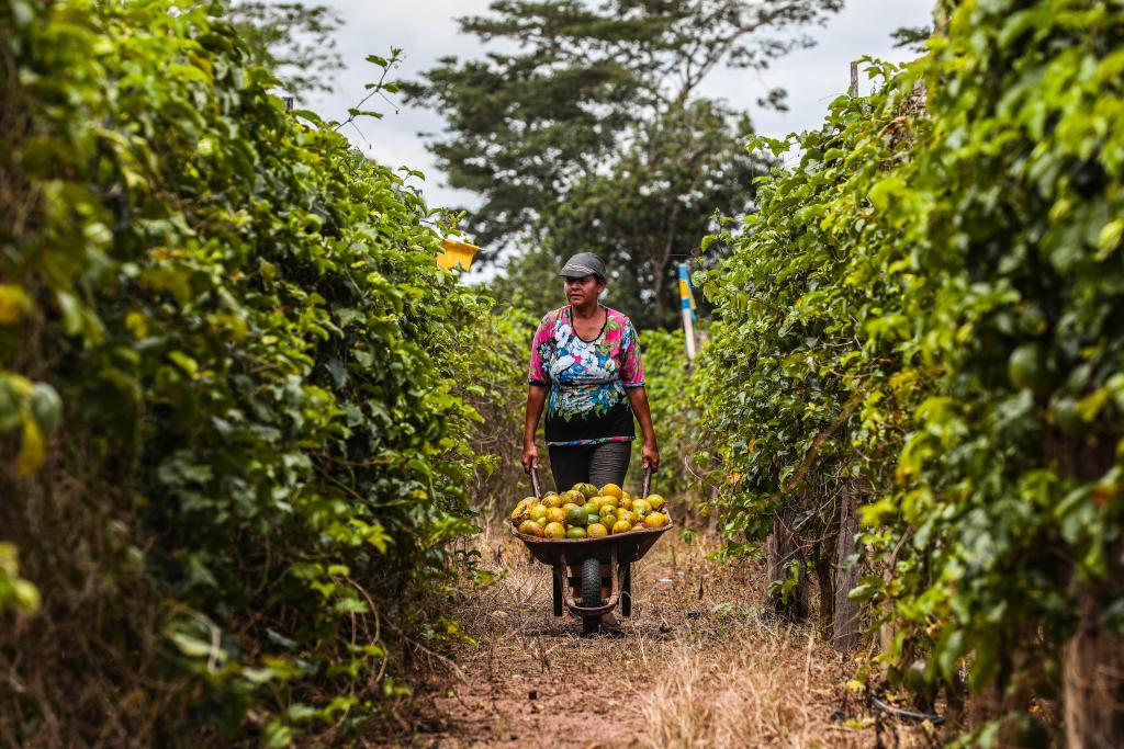 Governo de MT lança edital de R$ 1 milhão para fomentar pesquisas na área da agricultura familiar