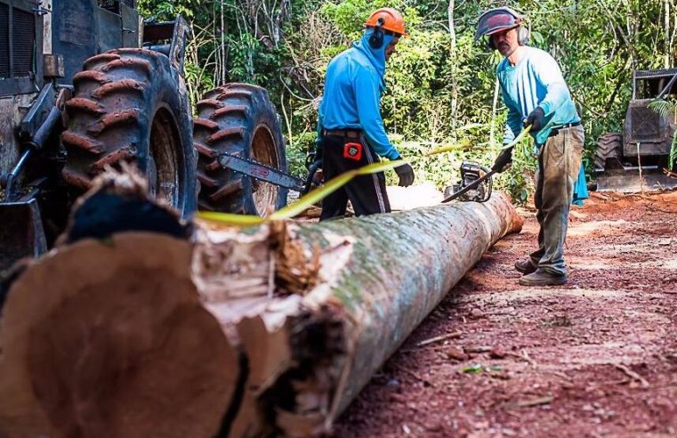 Mato Grosso é o 2º do país com maior valor de produção extrativista do país