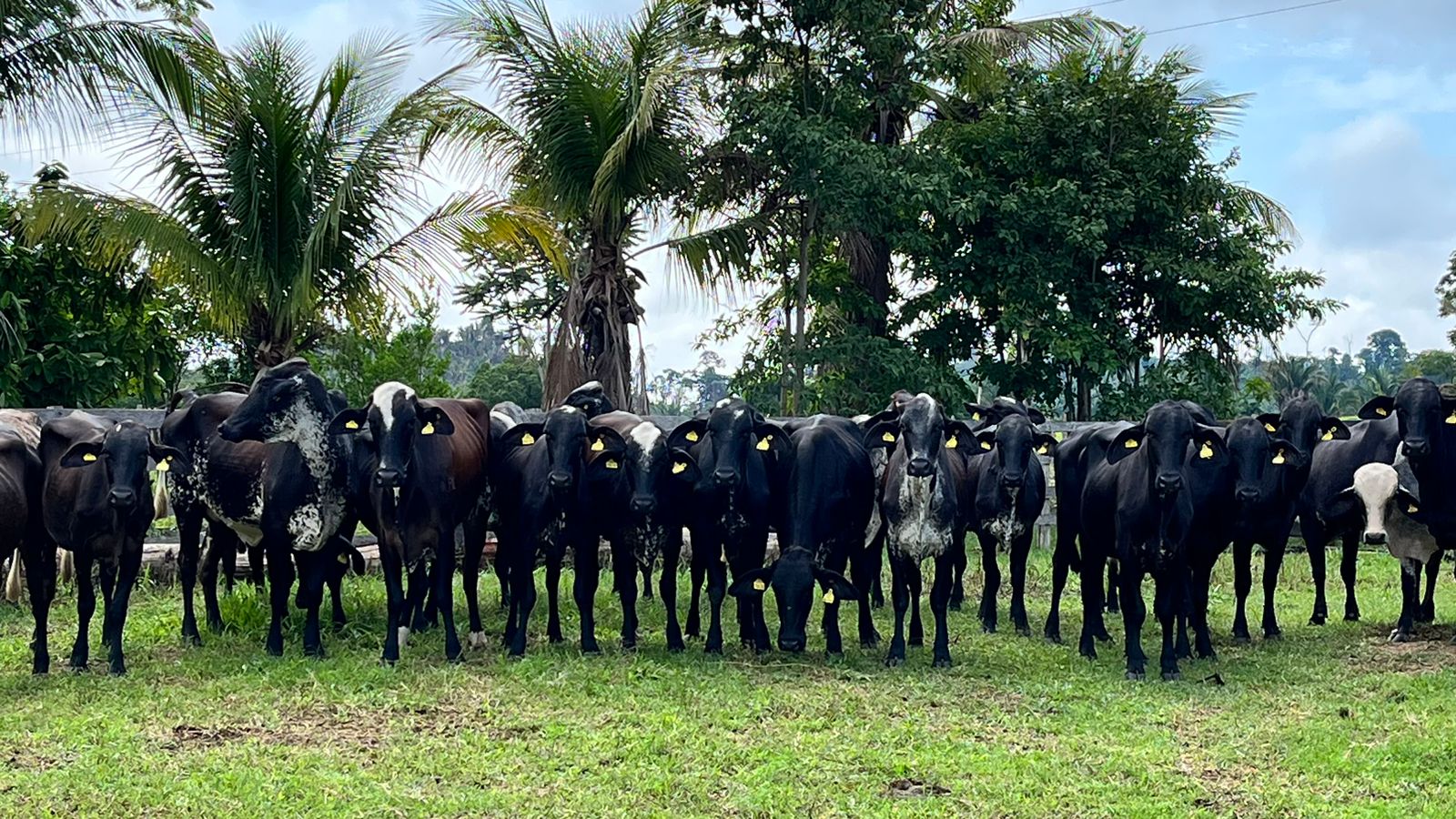 Seaf abre prazo para receber propostas para o programa de melhoramento genético de gado leiteiro