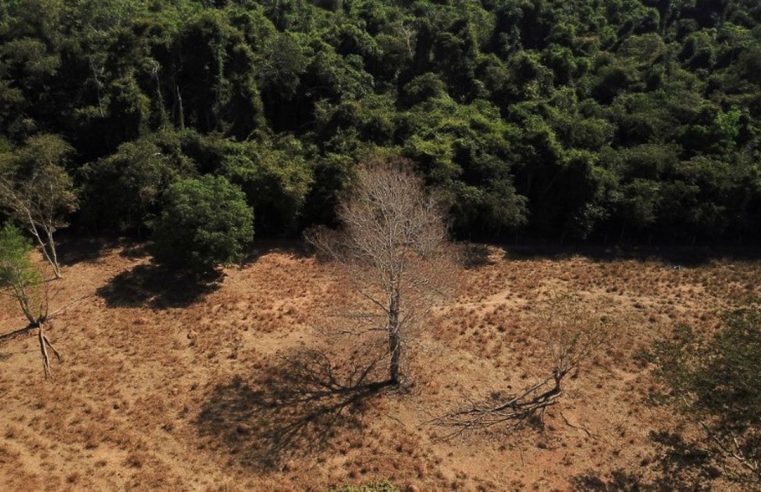 Geral Brasil perde 15% de florestas naturais em quase 40 anos, diz MapBiomas