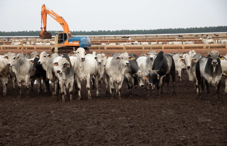 Carne bovina produzida em MT destinada à exportação alimenta 20 milhões de pessoas ao ano