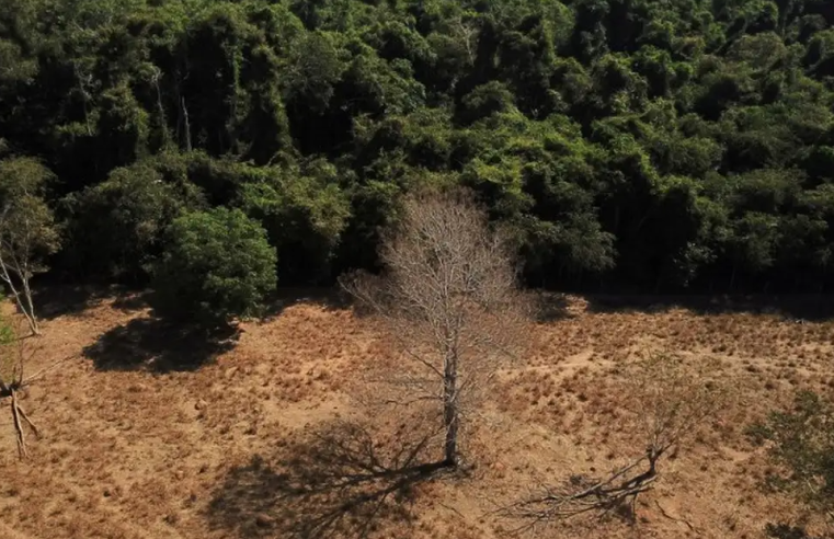 Estados já podem aderir ao programa de segurança da Amazônia