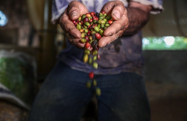 Produção de café em Mato Grosso aumenta 102% em quatro anos