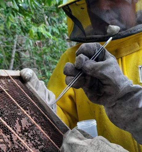 Indea orienta produtores a registrarem apiários e informar casos suspeitos de Cria Pútrida Européia