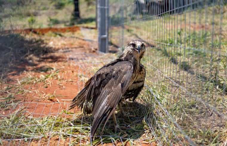 Ameaçada de extinção, águia-cinzenta é resgatada e levada ao Santuário dos Elefantes