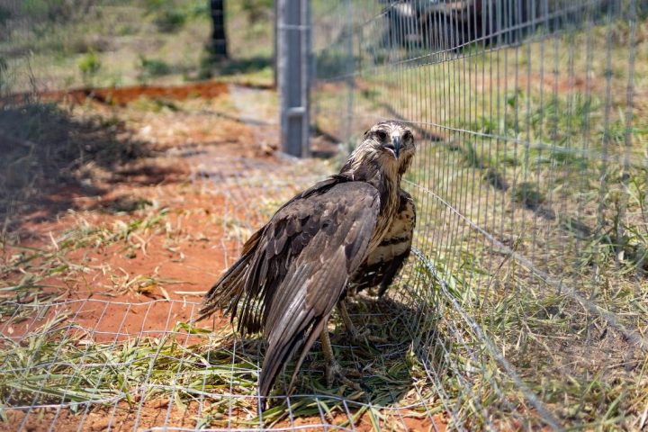 Ameaçada de extinção, águia-cinzenta é resgatada e levada ao Santuário dos Elefantes