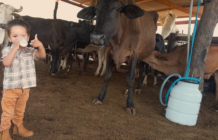 Técnicos da Empaer ajudam pais de criança com intolerância à lactose que consome leite de vacas do sítio da família