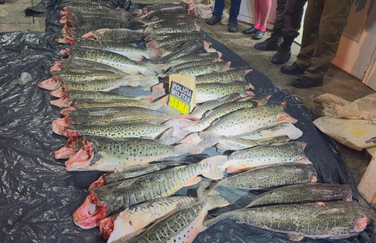 Sema-MT apreende 431 kg de pescado ilegal durante operação em Santo Antônio de Leverger