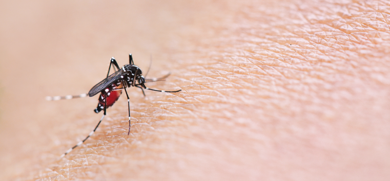 Consulta pública sobre a incorporação da vacina contra a dengue no SUS vai até segunda-feira (18)