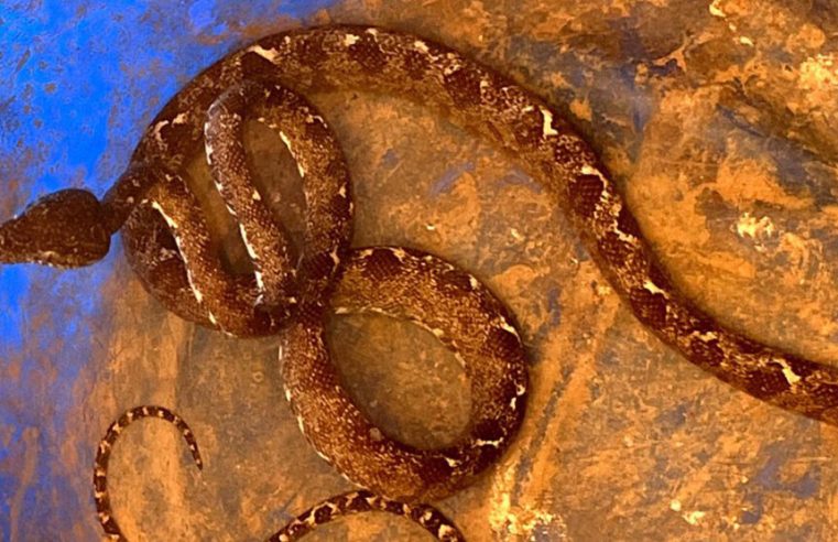 Morador em Alta Floresta encontra serpente da espécie olho-de-gato