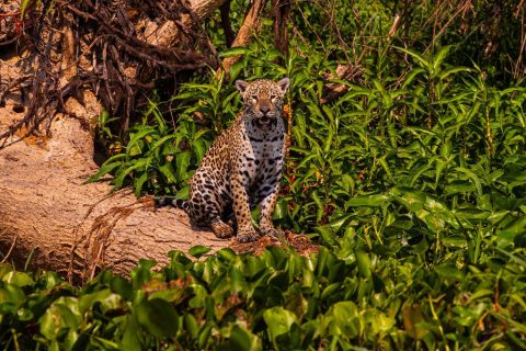 Documentário apoiado pelo Governo projetará turismo no Pantanal mato-grossense para o mundo