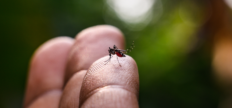 Dengue: conheça os principais sintomas e saiba como se proteger do vírus