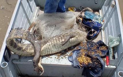 Sema apreende jacaré e 371 kg de pescado ilegal durante fiscalização