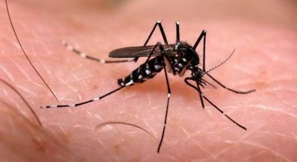 Brasil pode registrar até 4,2 milhões de casos de dengue no ano de 2024; confira