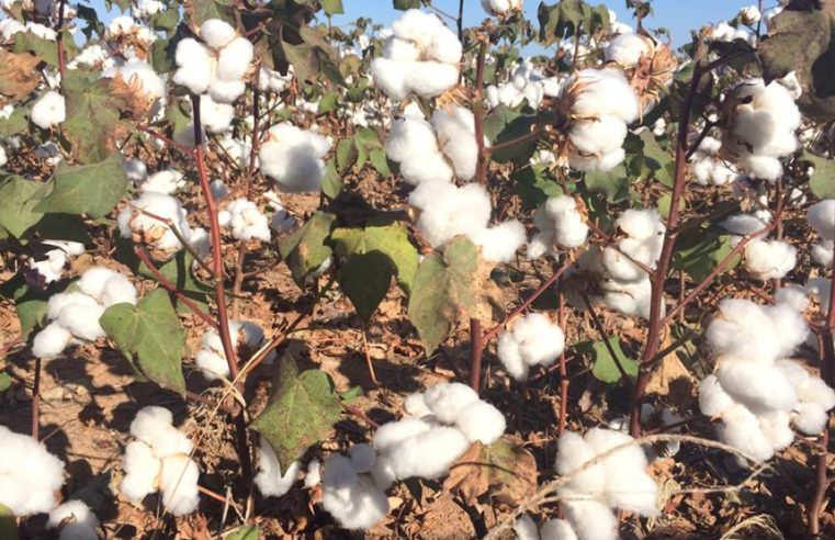 Plantio de algodão em Mato Grosso avança e chega a36% da área