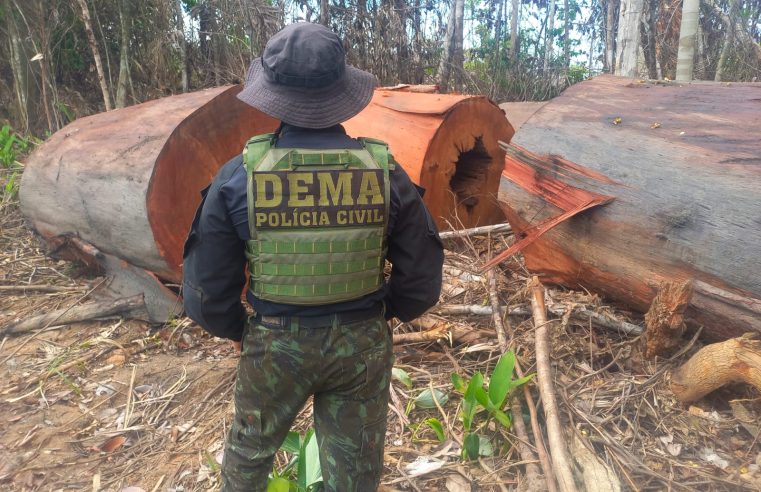 Polícia Civil deflagrou 24 operações de enfrentamento a crimes ambientais em MT