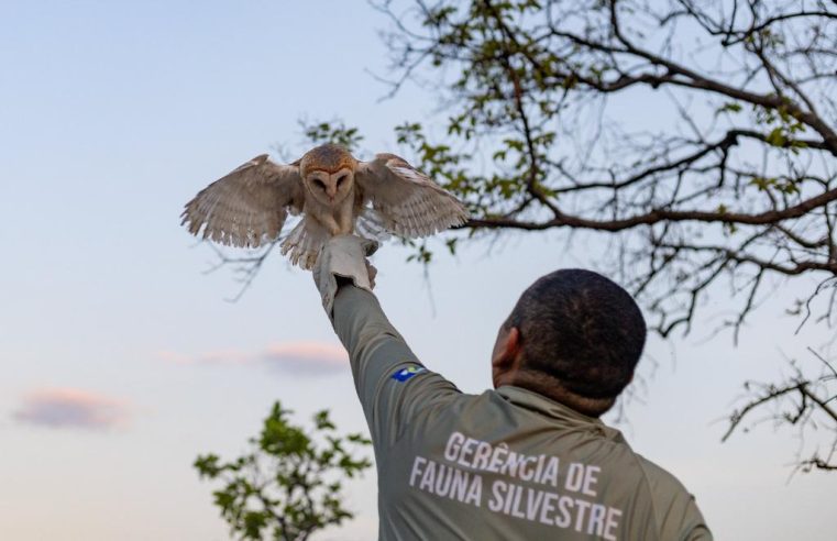 Sema recebeu mais de 1,1 mil animais silvestres resgatados em 2023