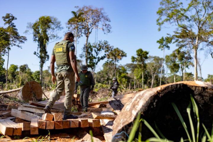 Período proibitivo para exploração do manejo florestal sustentável segue até 1º de abril