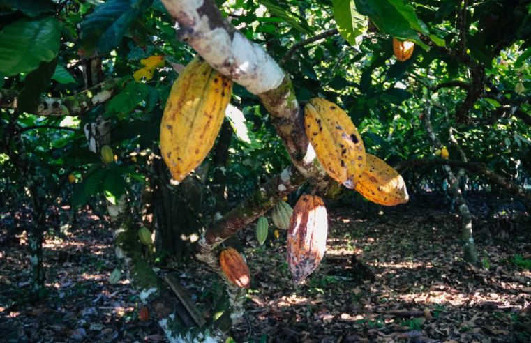 Cultivo de cacau ganha espaço em MT com mudas distribuídas pelo Governo